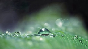 微距特写绿叶露珠摄影图片